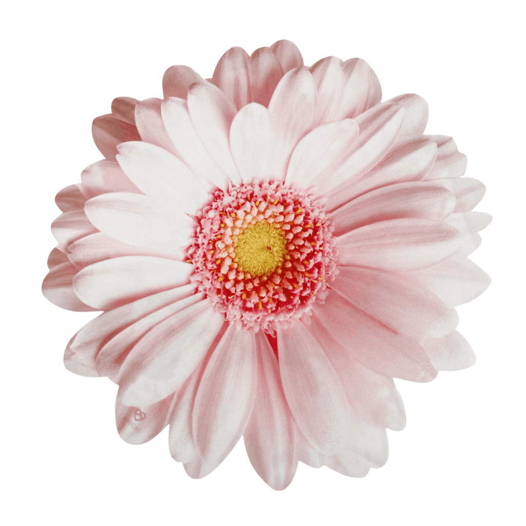 Premiun Pink Gerbera Placemats (set of 2)