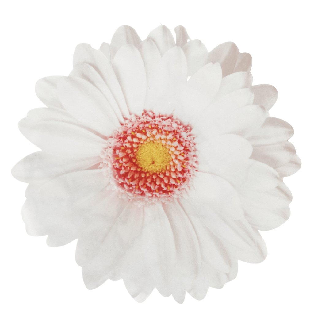 Premiun White Gerbera Placemats (set of 2)