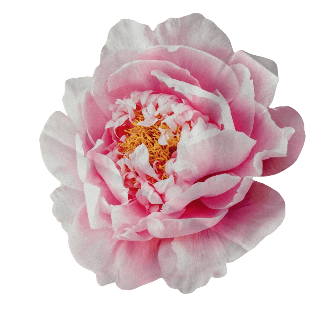 Premiun Peonia Placemats (set of 2)